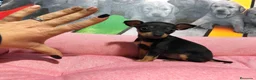 Ratón de Praga perros en venta: Ratón de Praga  - Anuncio 4