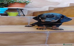 Teckel perros en venta: Machito teckel miniatura N.F - Imagen 4