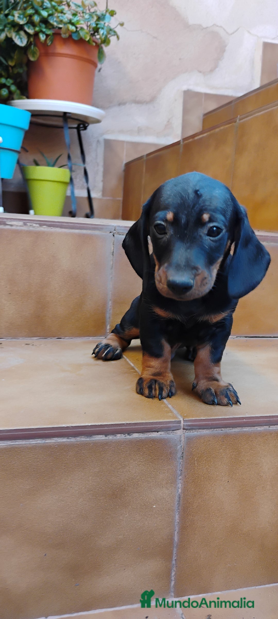 Teckel perros en venta: Machito teckel miniatura N.F - Imagen 4