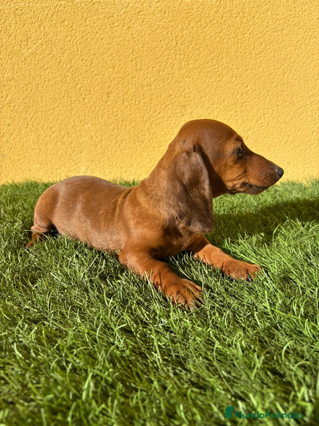 Teckel Miniatura perros en venta: Tekel miniatura merle chocolate solido - Anuncio 18