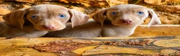 Weimaraner perros en venta: Bracos de Weimar magníficos - Anuncio 2