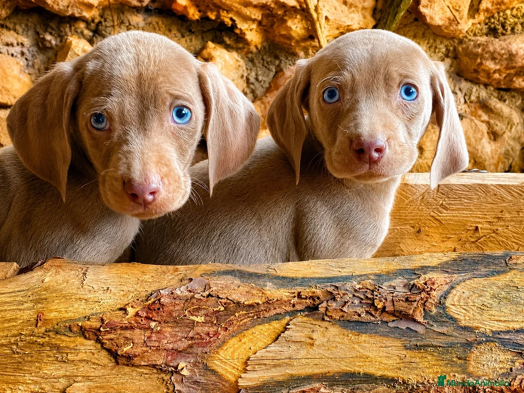 Weimaraner perros en venta: Bracos de Weimar magníficos - Anuncio 2