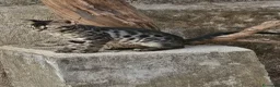 Bengalí gatos en venta: Bengali - Anuncio 2