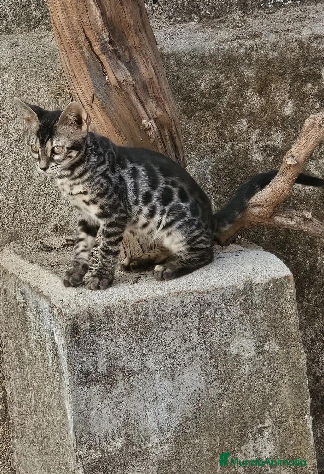 Bengalí gatos en venta: Bengali - Anuncio 2