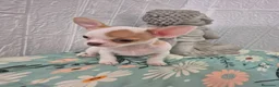 Chihuahua perros en venta: Chihuahua ❤️ 🐾 - Anuncio 4