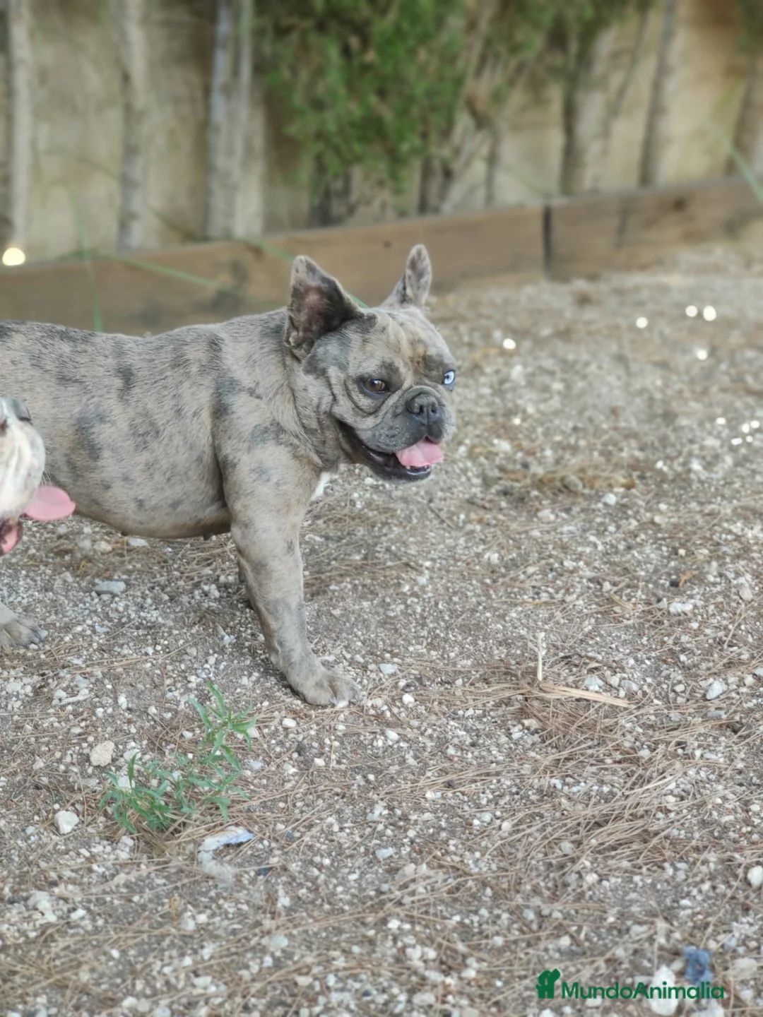 Bulldog Francés perros en venta: Bulldog francés blue merle - Anuncio 2