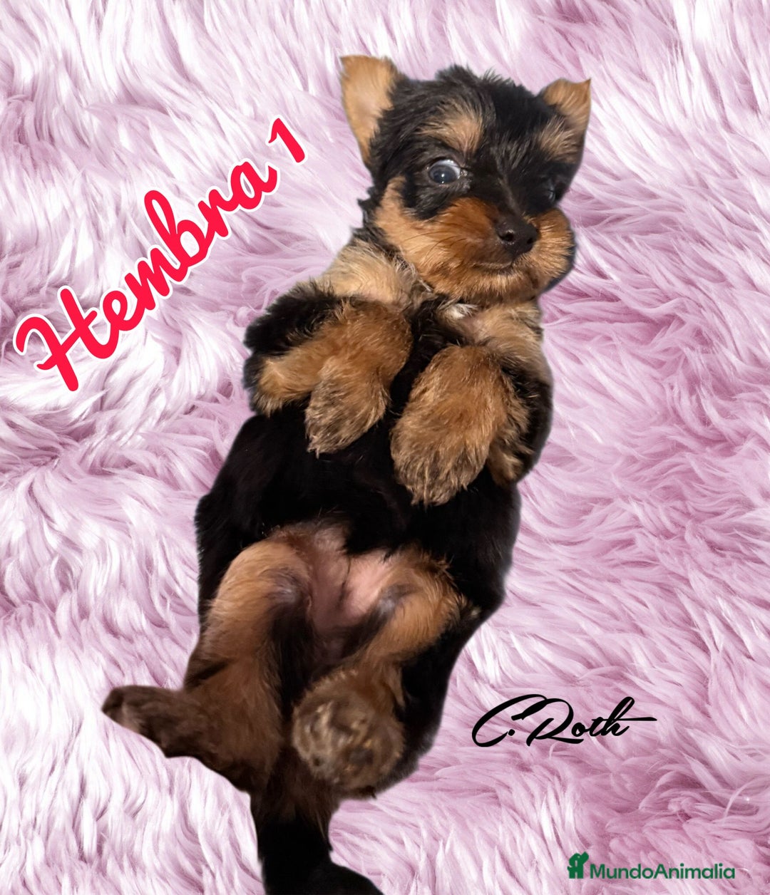 Yorkshire Terrier perros en venta: Yorkshire  - Imagen 10