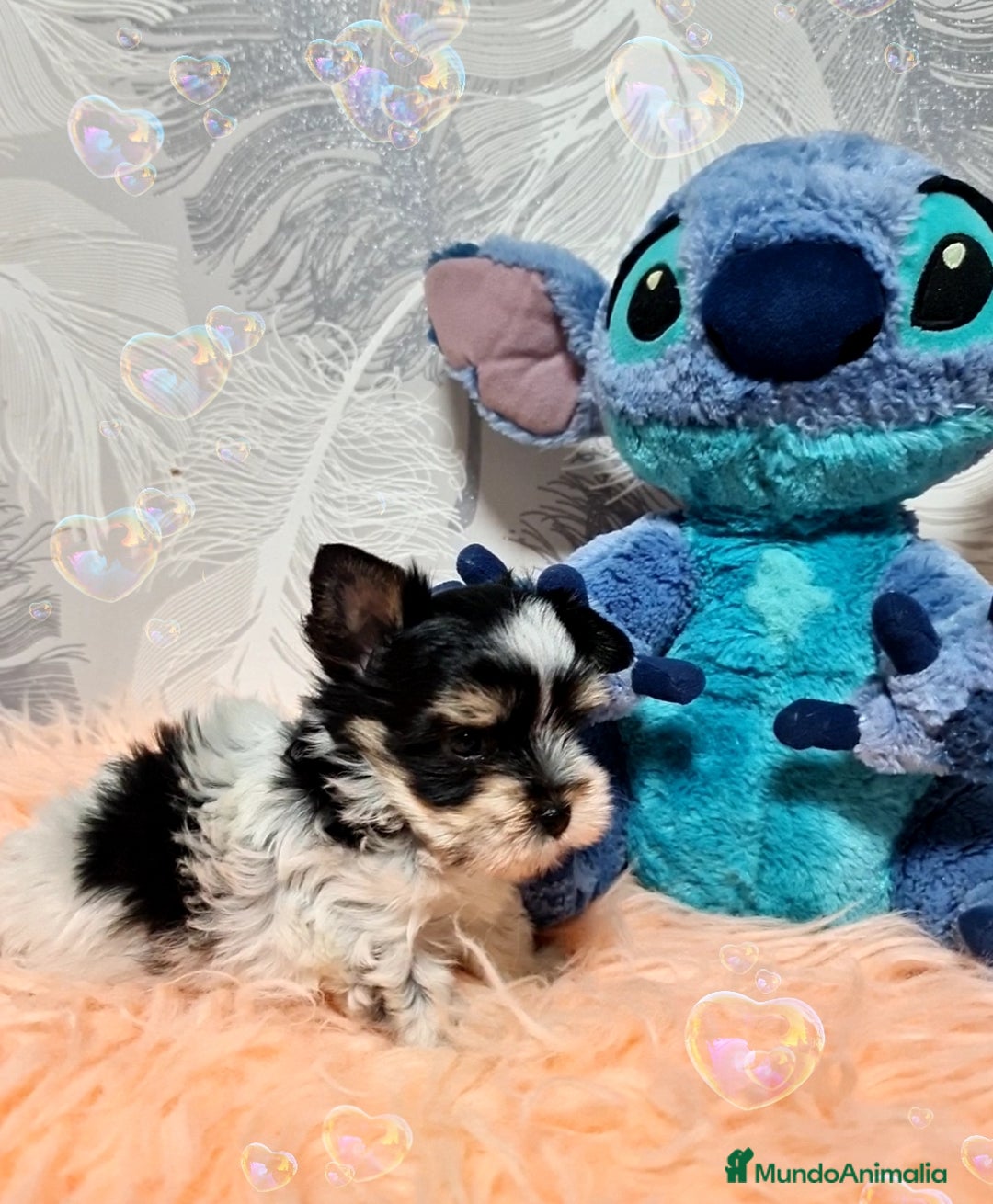 Biewer Yorkshire Terrier a la Pom Pon perros en venta: Precioso Biewer Miniatura  - Imagen 1
