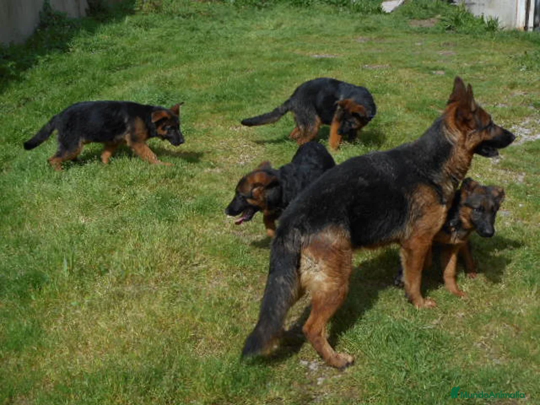 Pastor Alemán perros en venta: Cachorra pastor alemán  - Anuncio 1