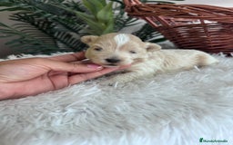 Maltipoo perros en venta: MALTIPOO MACHO - Imagen 3