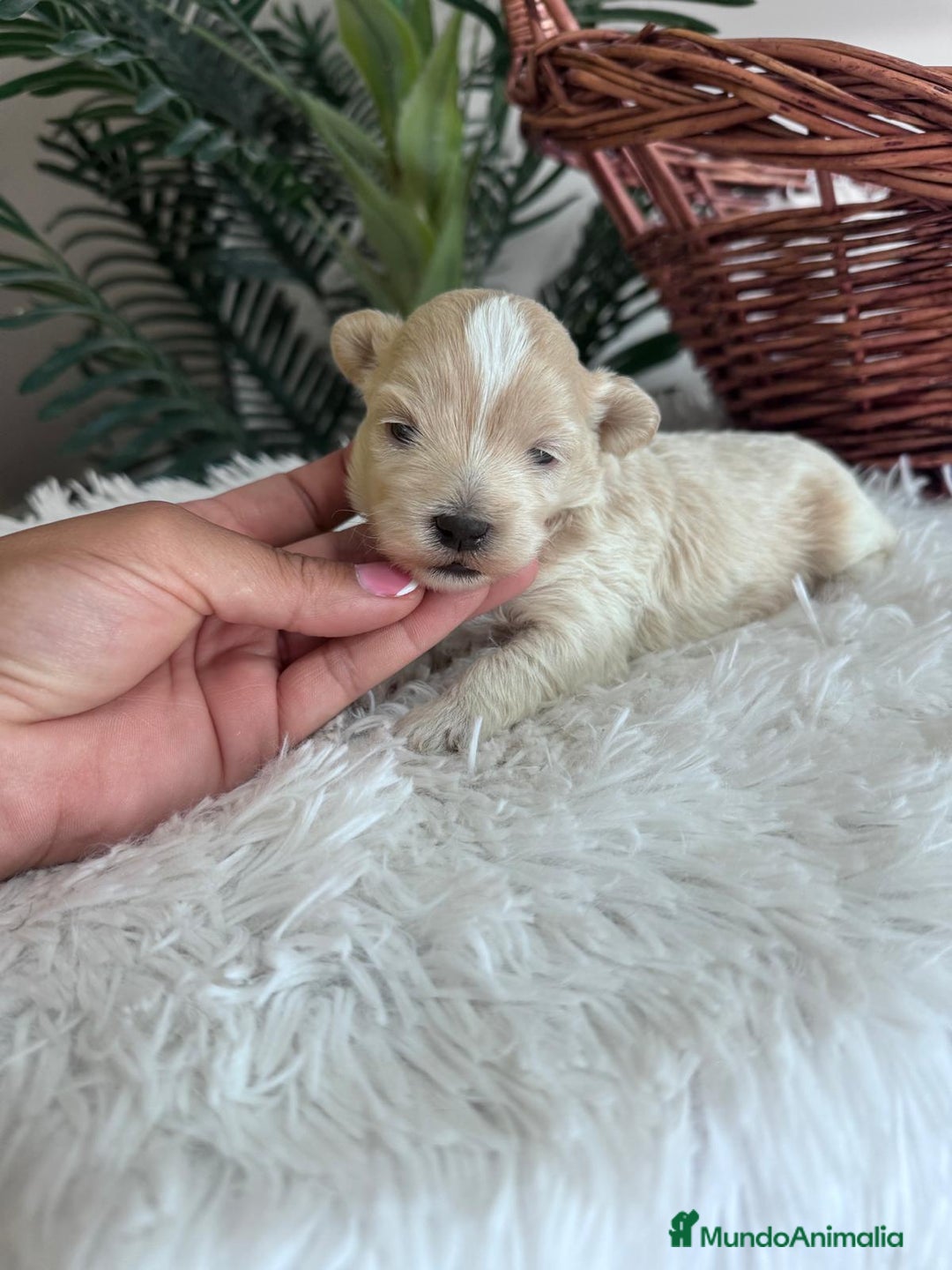 Maltipoo perros en venta: MALTIPOO MACHO - Imagen 3