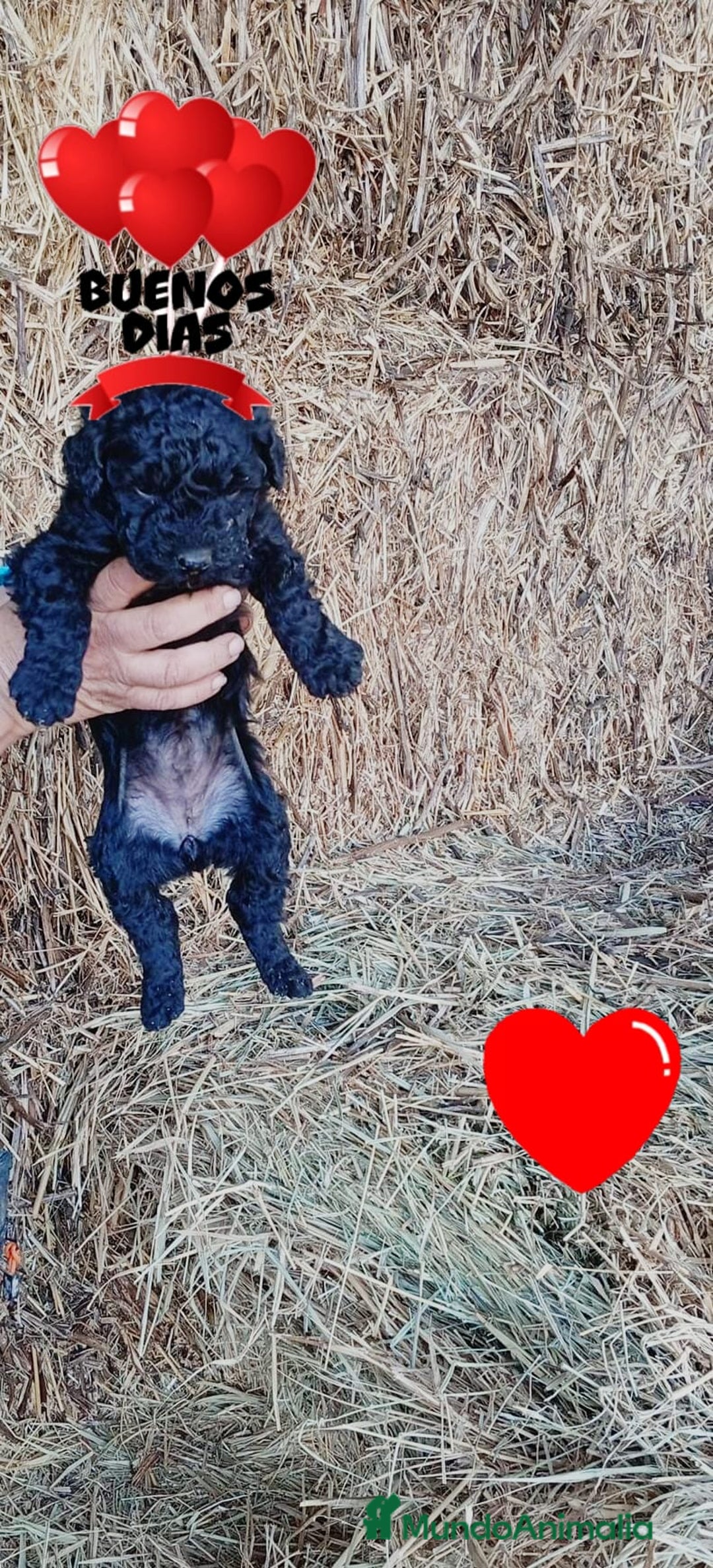 Perro de Agua Español perros en venta: Perros de agua  - Anuncio 2