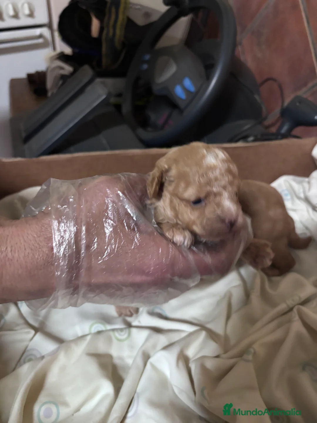 Caniche Toy perros en venta: Excelente camada de Caniche toy apricot  - Anuncio 7