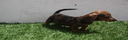 Teckel Miniatura perros en venta: Teckel Miniatura  - Anuncio 18