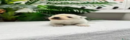 Pomerania perros en venta: POMERANIA  - Anuncio 11