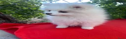 Pomerania perros en venta: PRECIOSA HEMBRA DE POMERANIA RUSO - Anuncio 3