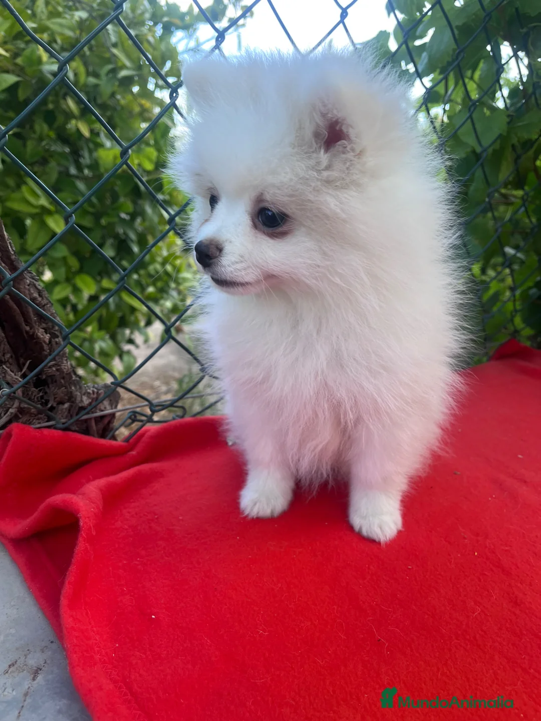 Pomerania perros en venta: PRECIOSA HEMBRA DE POMERANIA RUSO - Anuncio 3