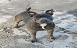 Staffordshire Bull Terrier perros en venta: Staffordshire bull terrier Blue - Imagen 1