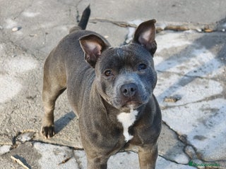 Staffordshire Bull Terrier perros - Anuncio 1