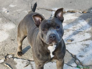 Staffordshire Bull Terrier perros Staffordshire bull terrier Blue - Anuncio 31