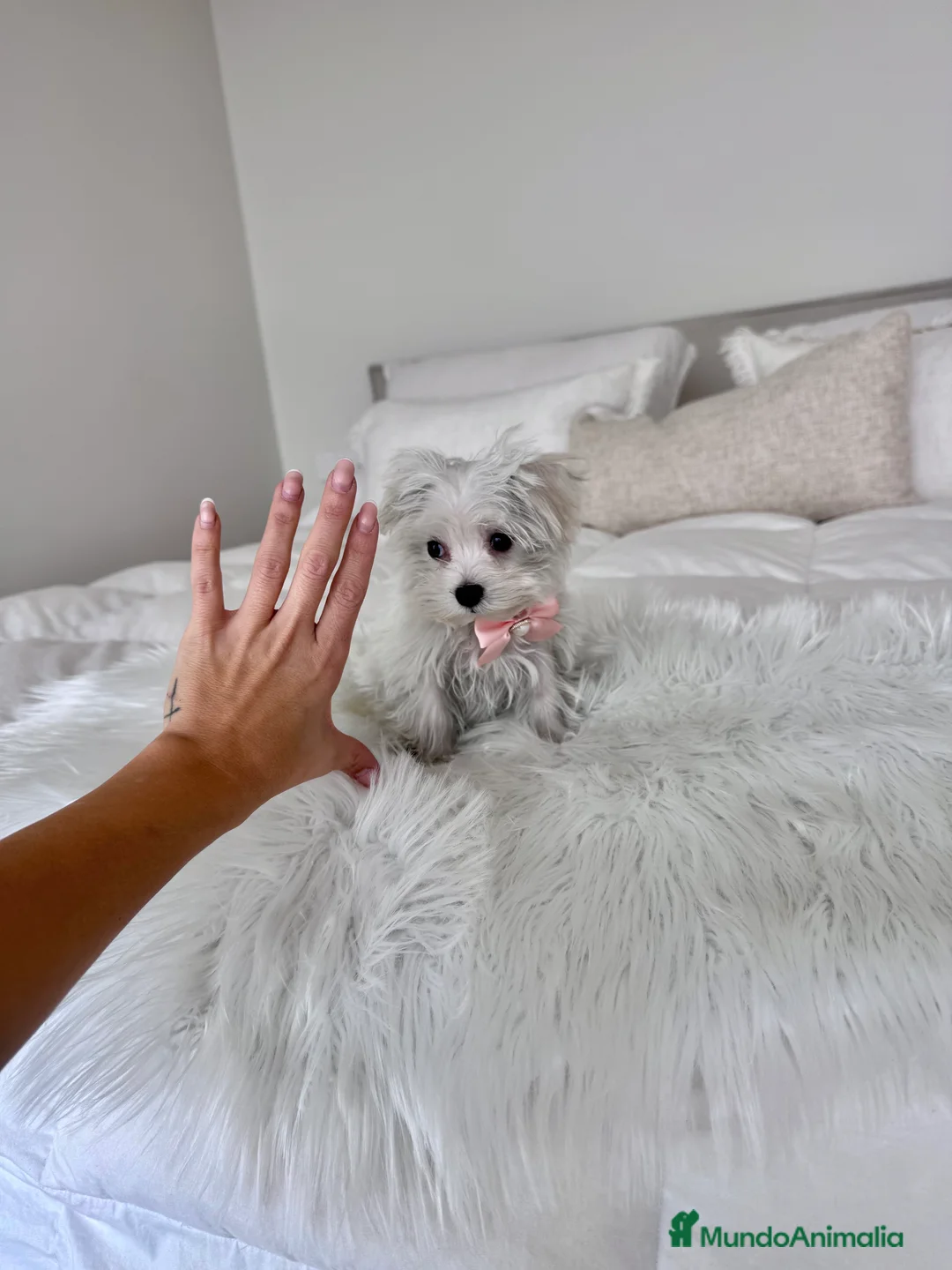 Bichón Maltés perros en venta: Bichon maltes hembra - Anuncio 2