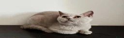Británico de Pelo Corto gatos en venta: British Shorthair Lila - Anuncio 1