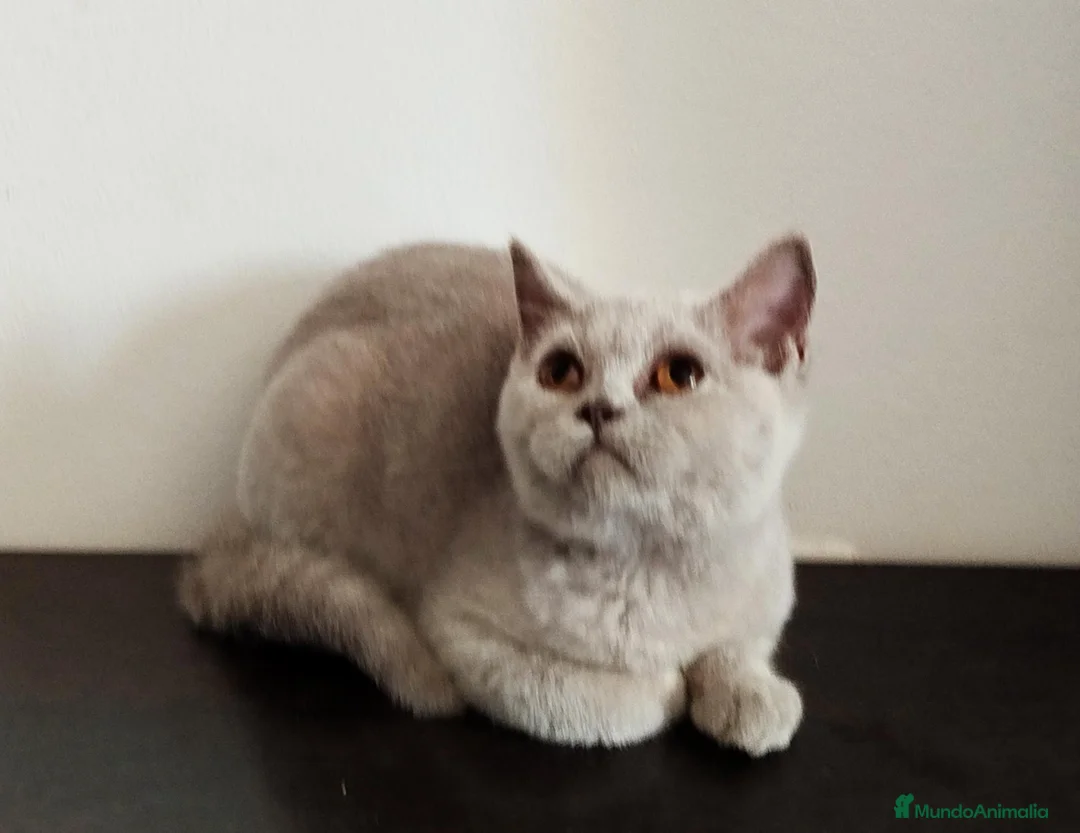 Británico de Pelo Corto gatos en venta: British Shorthair Lila - Anuncio 1
