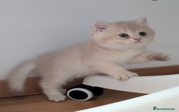 Británico de Pelo Corto gatos en venta: Gatitos British golden de pelo corto - Imagen 10