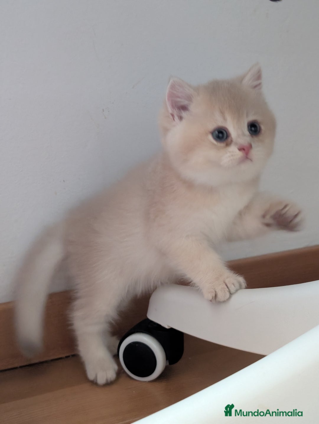 Británico de Pelo Corto gatos en venta: Gatitos British golden de pelo corto - Imagen 10