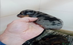 Pinscher Miniatura perros en venta: Picher autenticos - Imagen 4