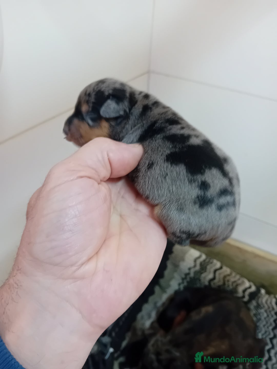 Pinscher Miniatura perros en venta: Picher autenticos - Imagen 4
