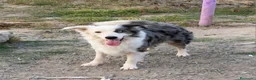 Border Collie perros en venta: Camada border collie - Anuncio 2