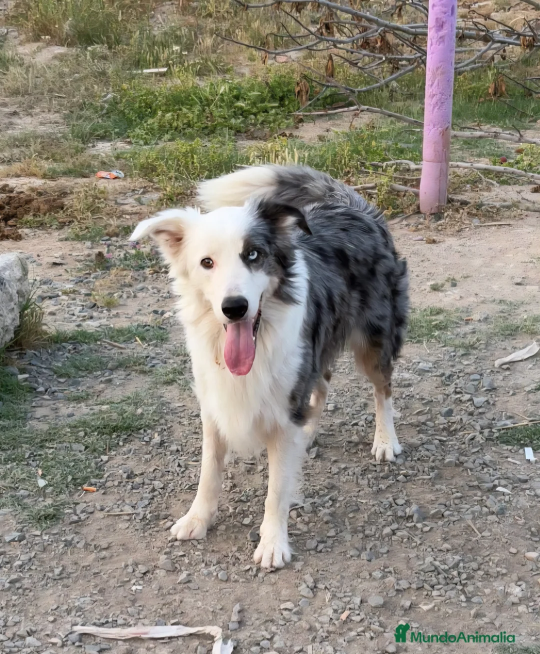 Border Collie perros en venta: Camada border collie - Anuncio 2
