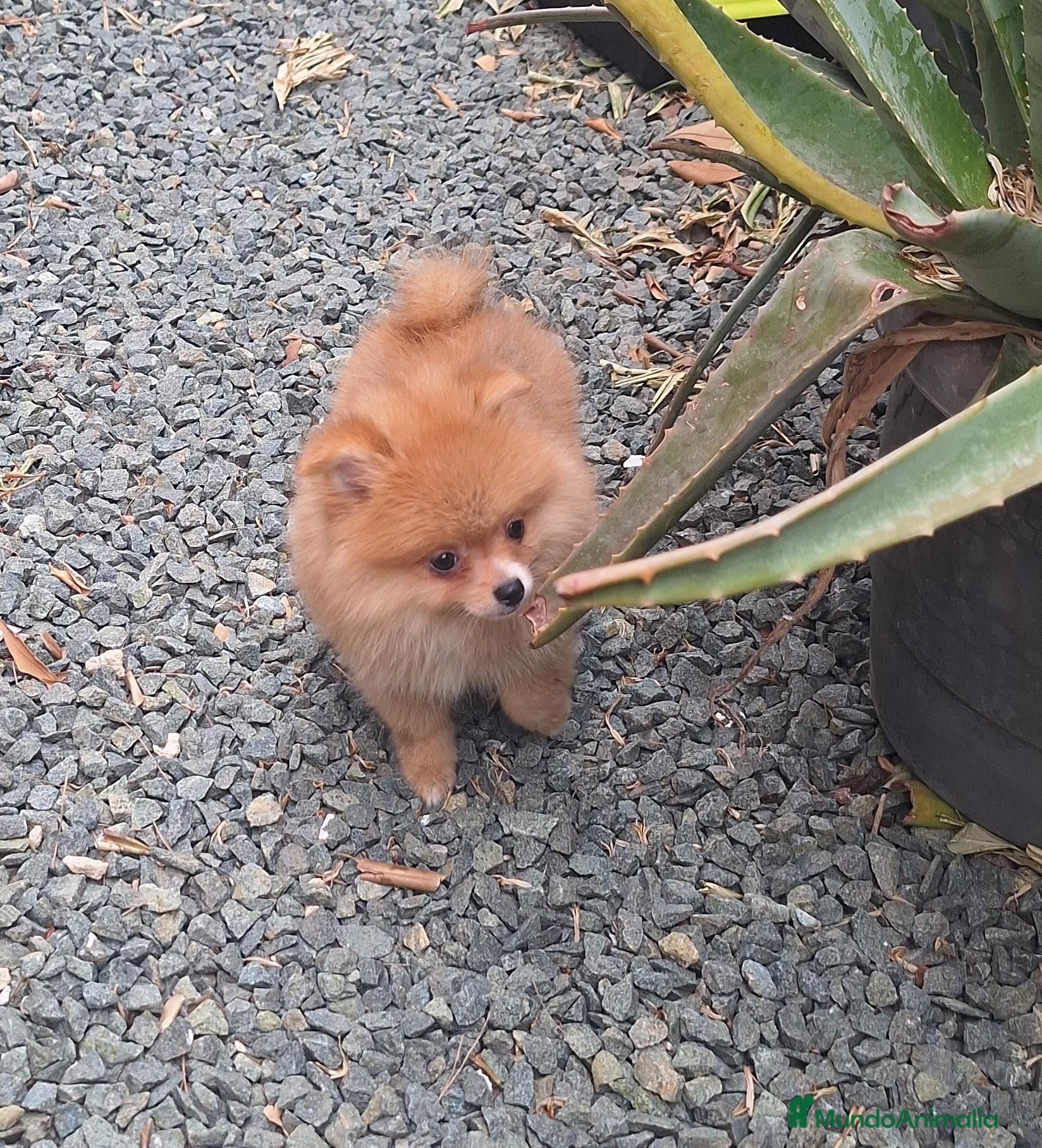 Pomerania perros Pomerania  - Anuncio 9