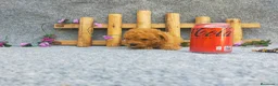 Caniche Toy perros en venta: PRECIOSOS CANICHE  ROJO LINEA TOY - Anuncio 4