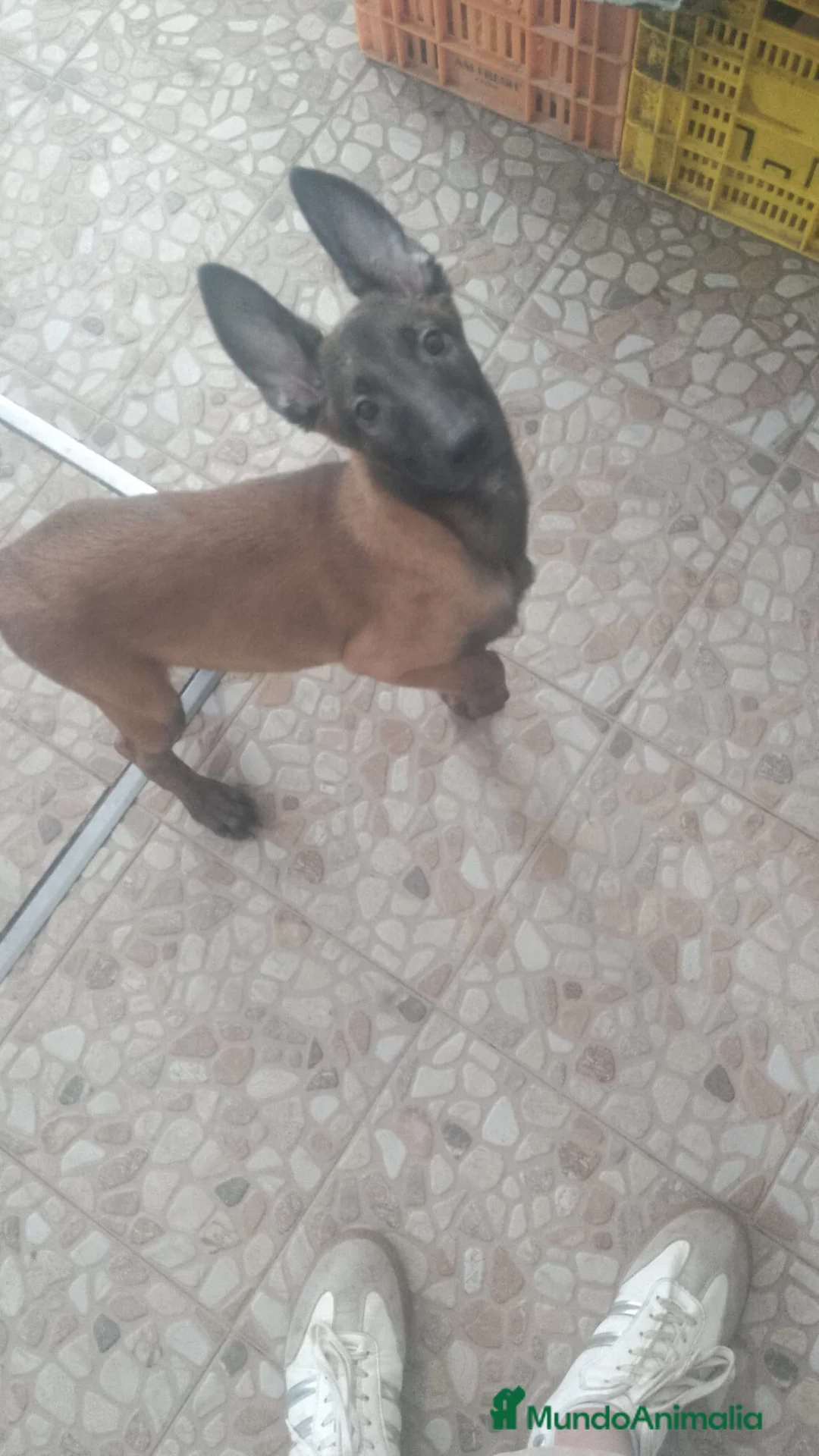 Pastor Belga Malinois perros en venta: Cachorros de Pastor belga Malinois 🐶🐾 en Sevilla - Anuncio 4