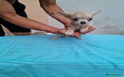 Chihuahua perros en venta: Chihuahua Toy machos  - Imagen 5