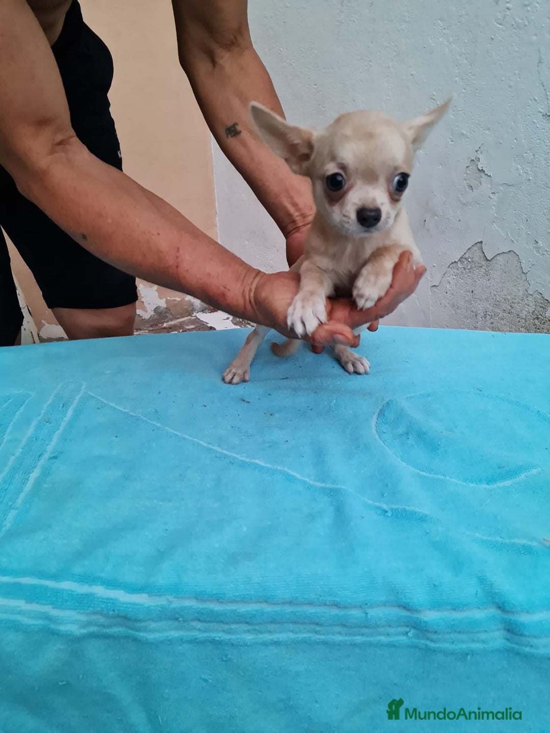 Chihuahua perros en venta: Chihuahua Toy machos  - Imagen 5