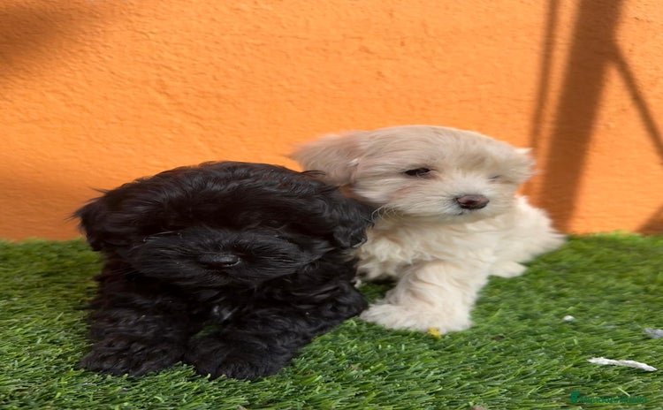 Maltipoo perros - Anuncio 5