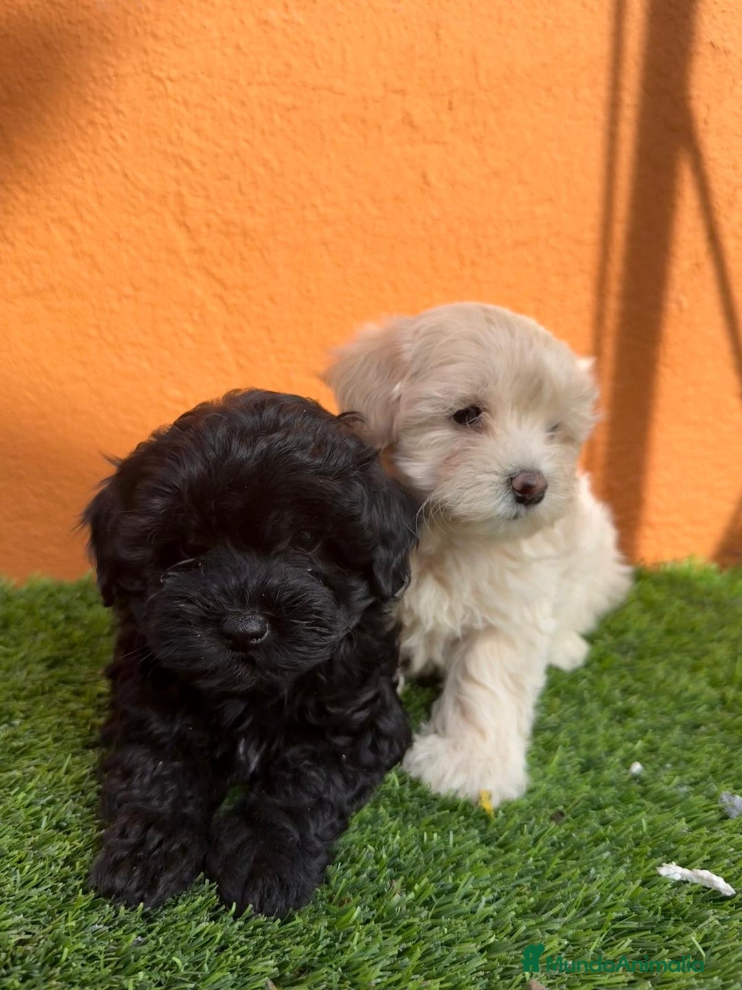Maltipoo perros en venta: MALTIPOO - Imagen 1