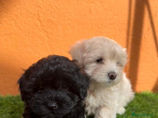 Maltipoo perros - Anuncio 2