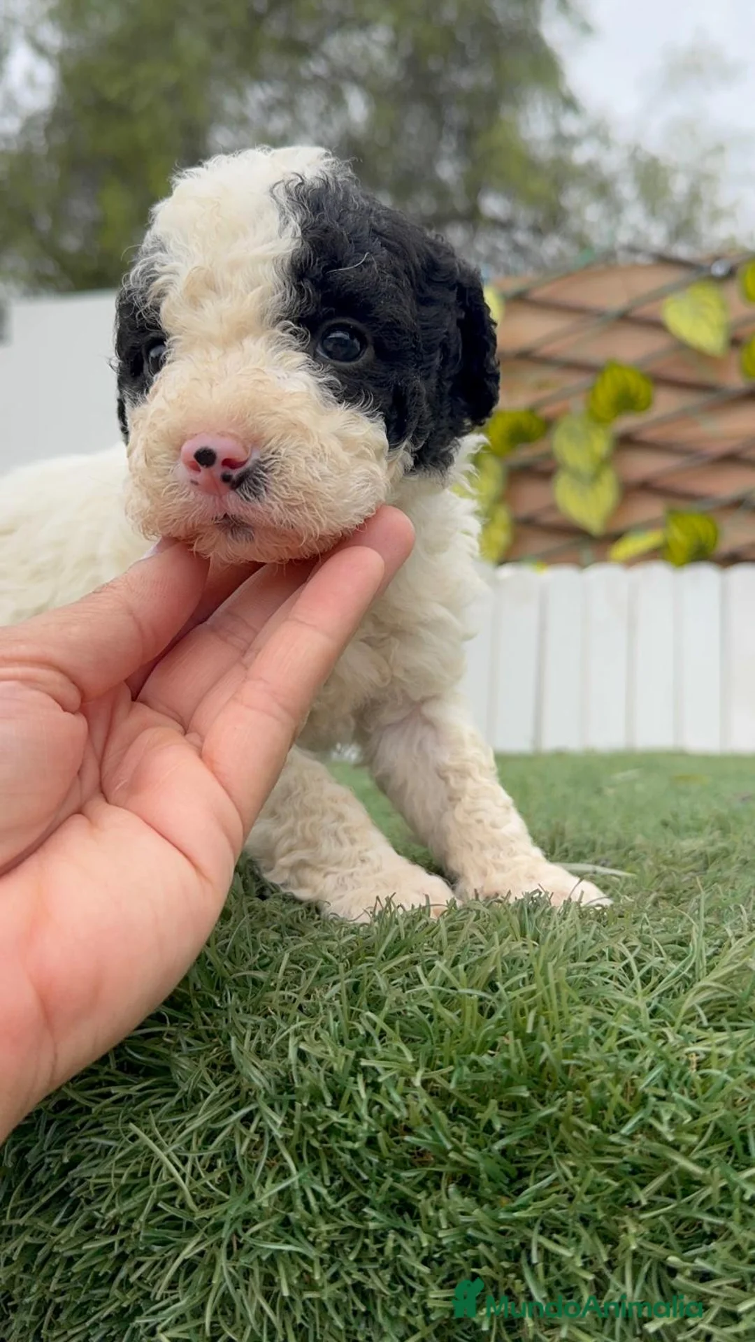 Perro de Agua Español perros en venta: PERRO DE AGUA HEMBRA - Anuncio 4