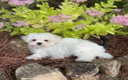 Bichón Maltés perros en venta: Bichon Maltés toy hembra y macho  - Imagen 5