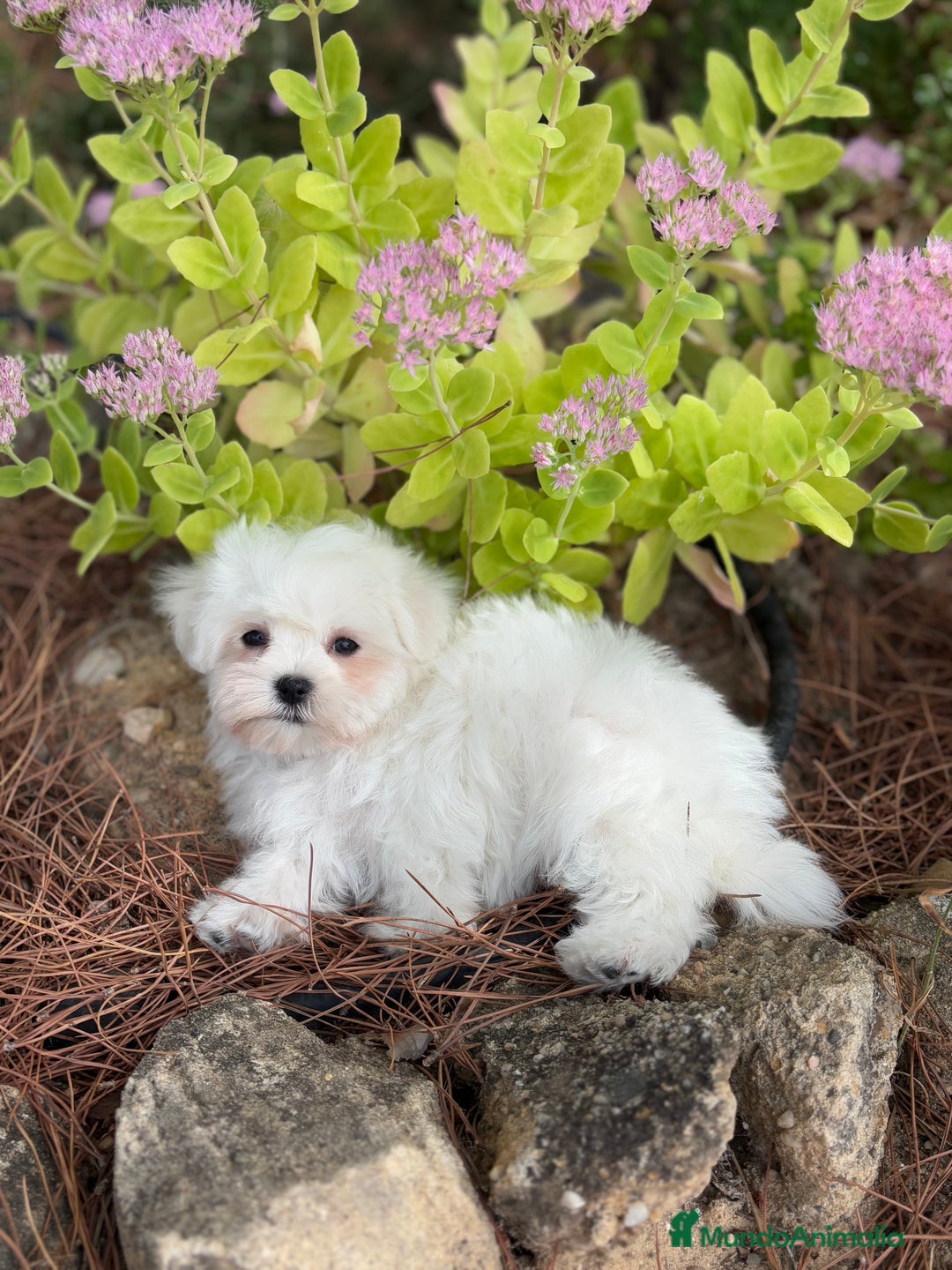 Bichón Maltés perros en venta: Bichon Maltés toy hembra y macho  - Imagen 5