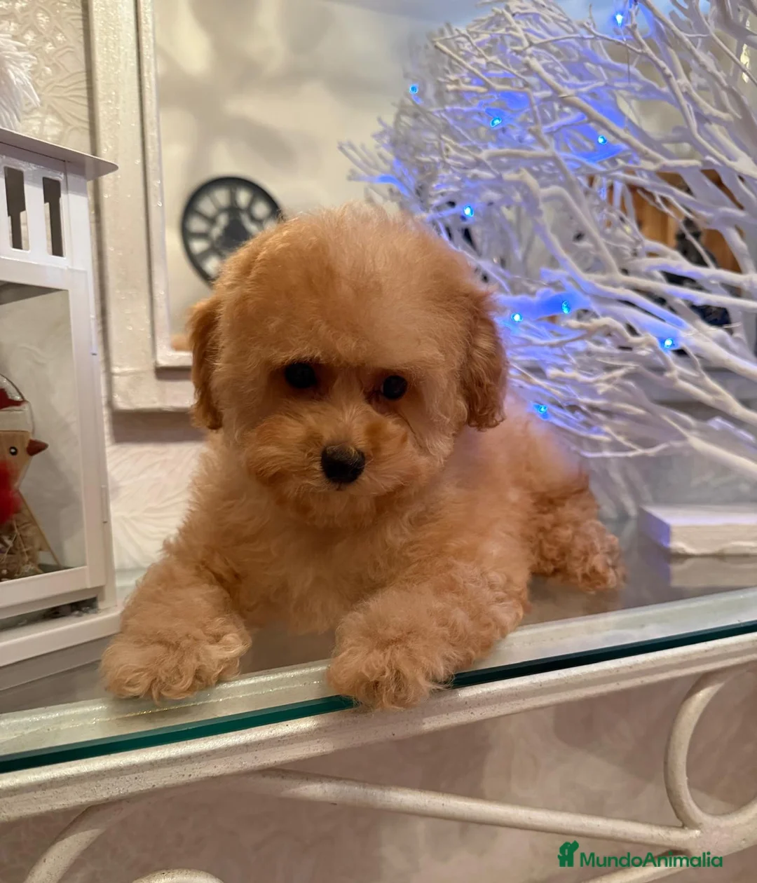 Caniche Toy perros en venta: Caniche toy apricot lista para entregar!! - Anuncio 5