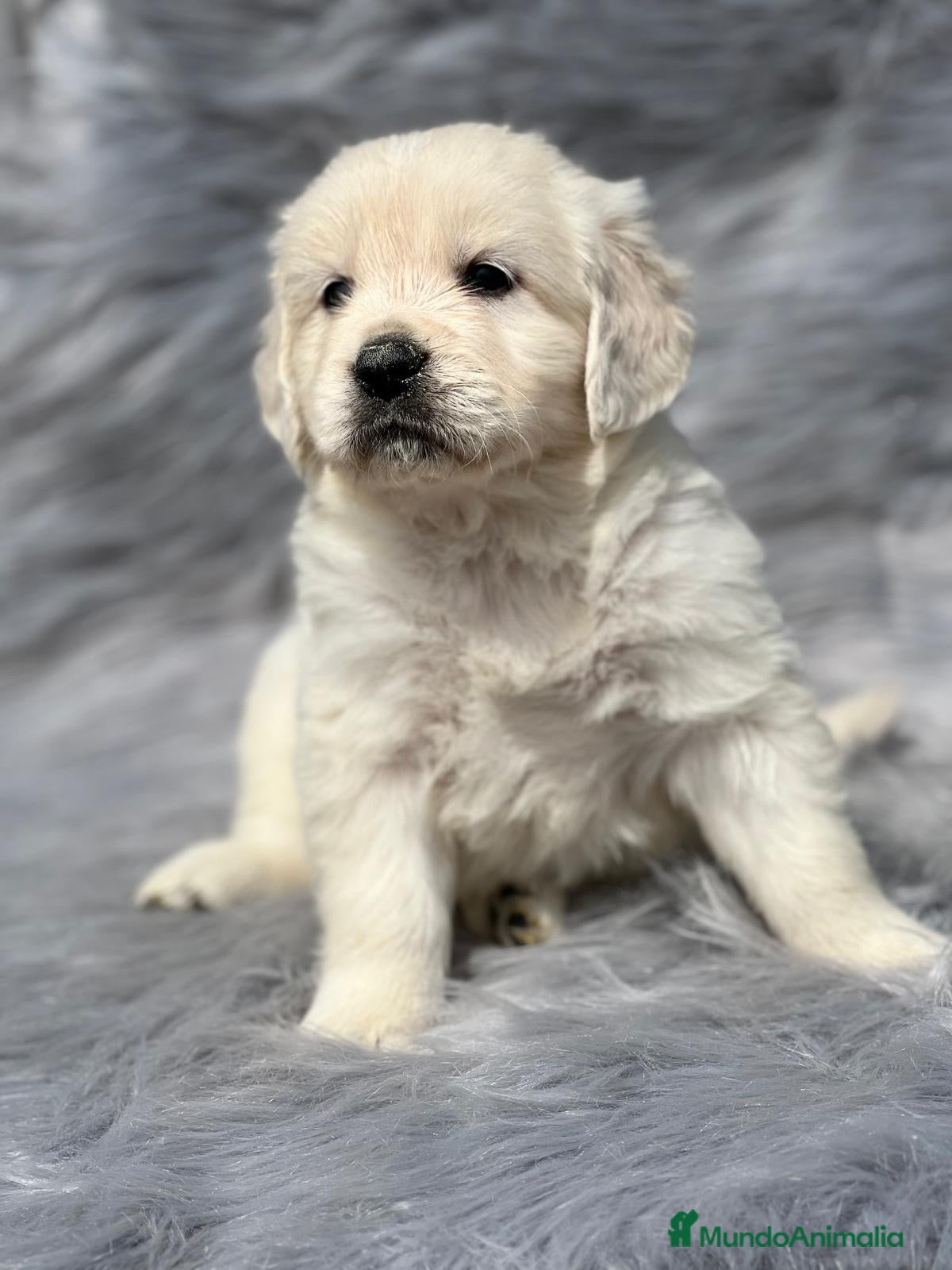 Golden Retriever perros GOLDen RETRIEVER  en Barcelona - Anuncio 9