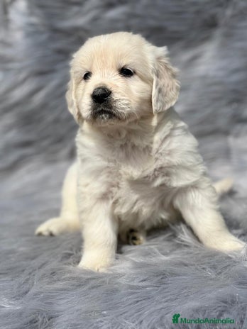 Golden Retriever perros en Barcelona - Anuncio 14