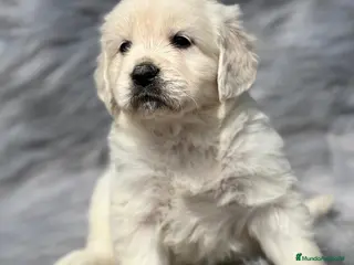 Golden Retriever perros GOLDen RETRIEVER en Barcelona - Anuncio 16