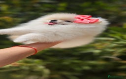 Pomerania perros en venta: HEMBRITA POMERANIA DIMINUTA  - Imagen 3