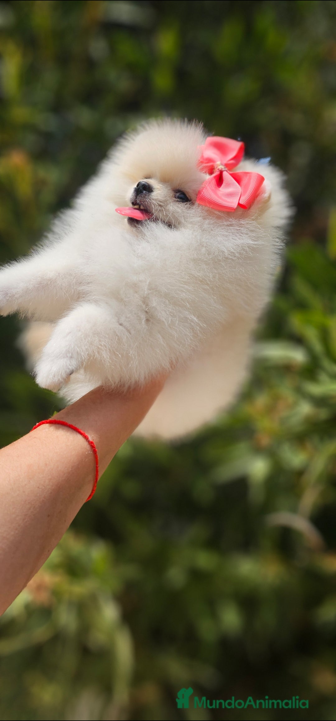 Pomerania perros en venta: HEMBRITA POMERANIA DIMINUTA  - Imagen 3